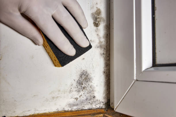 Brunswick, OH Mold Removal Company